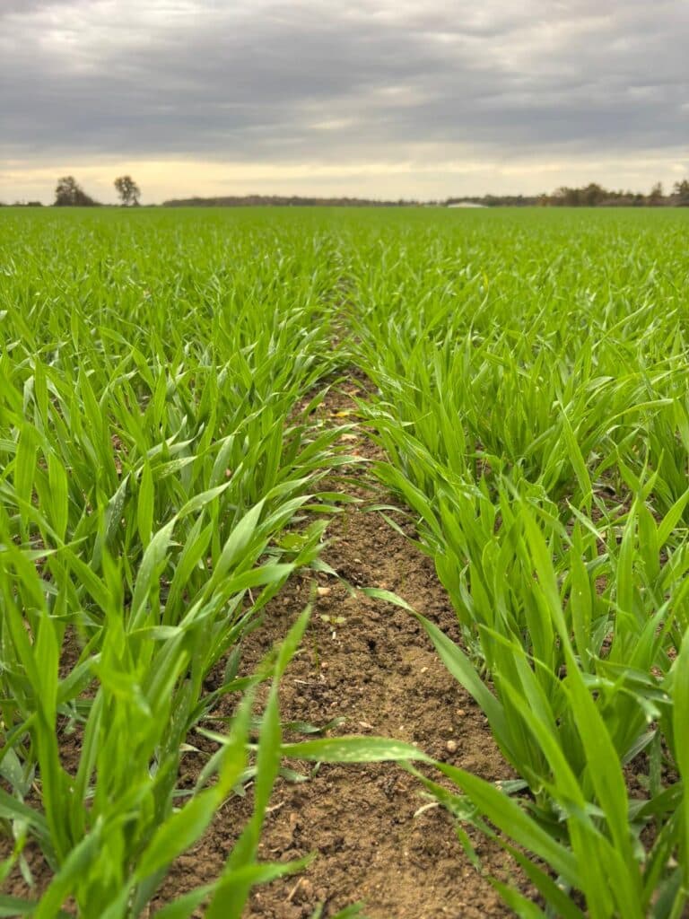 Photo semi jeunes pousses négoce agricole